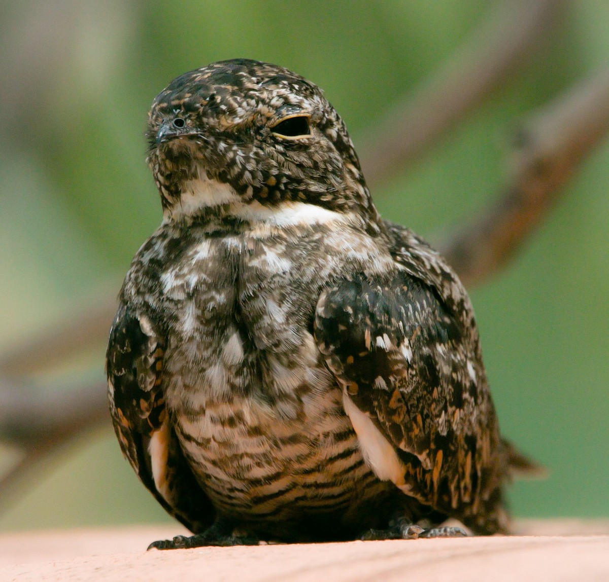 Lesser Nighthawk - ML168834621