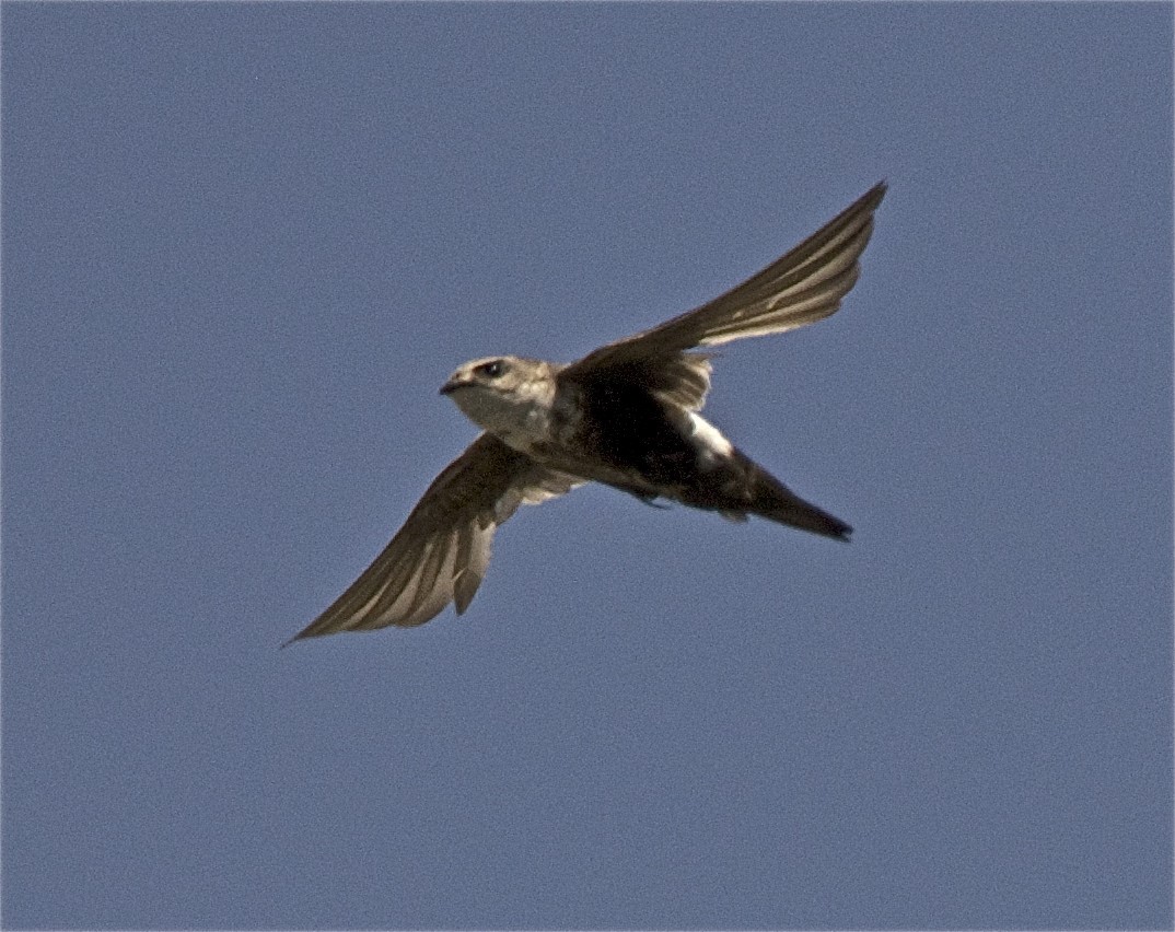 White-throated Swift - ML168835661