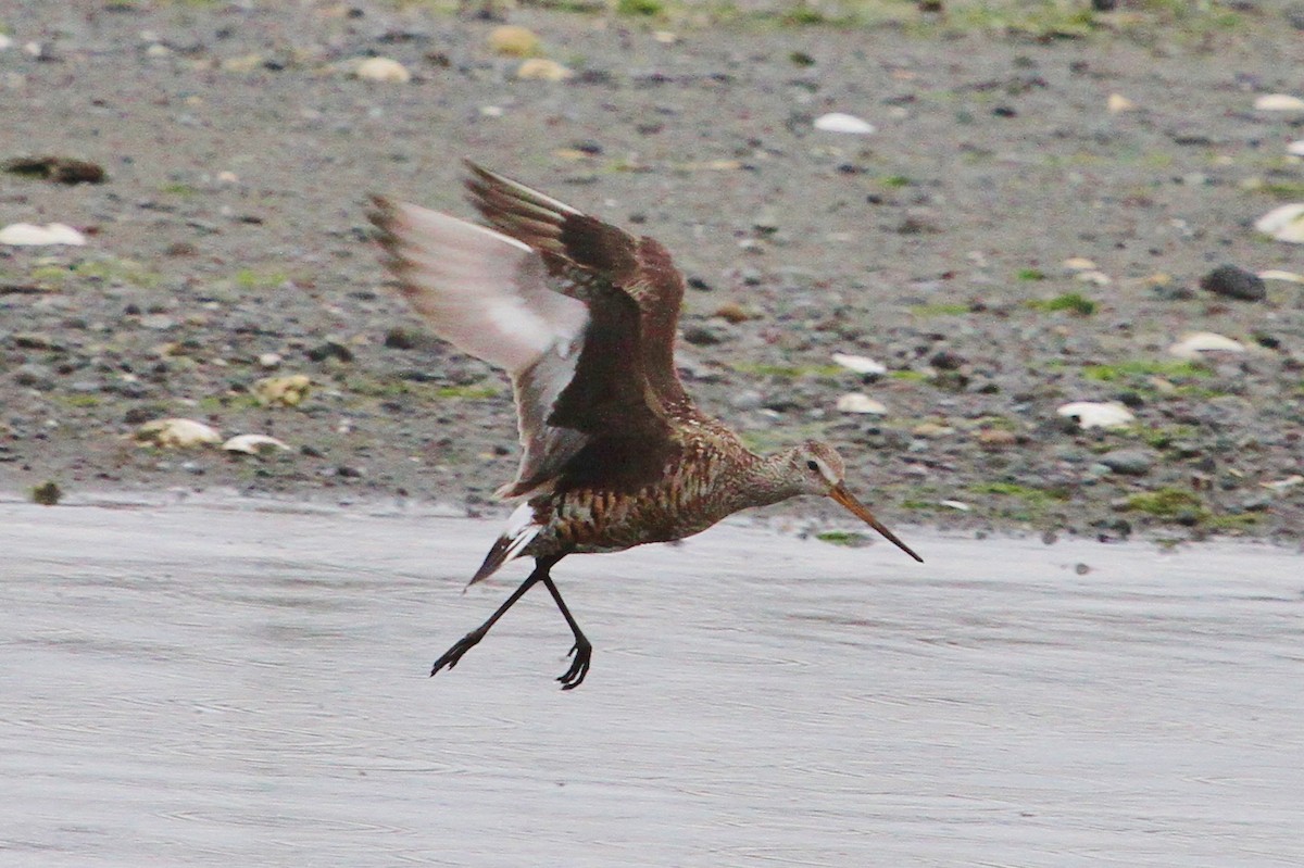 Hudsonian Godwit - ML168836211