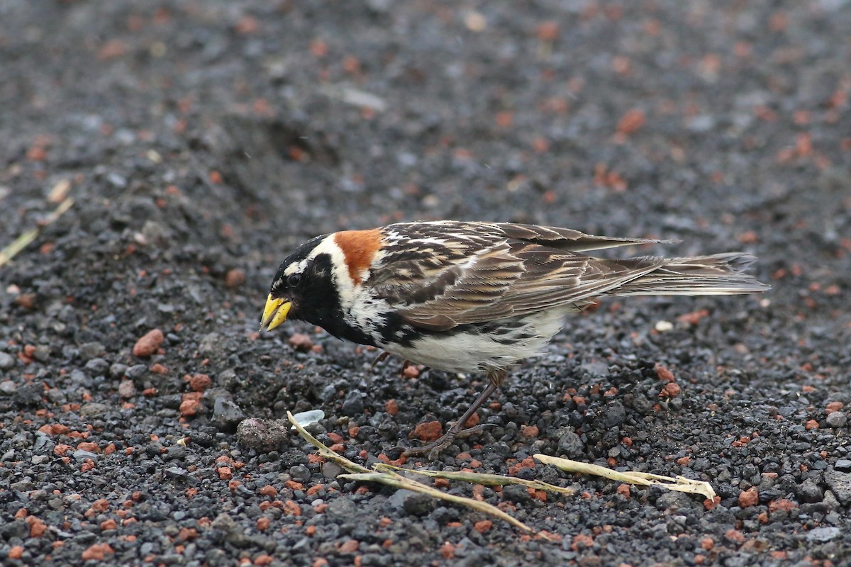 Lapland Longspur - Peter Hosner