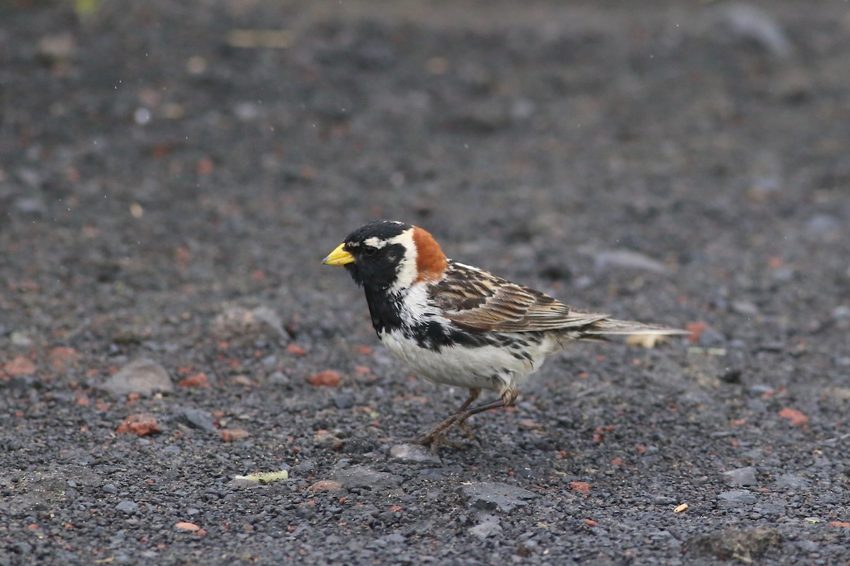 Lapland Longspur - Peter Hosner