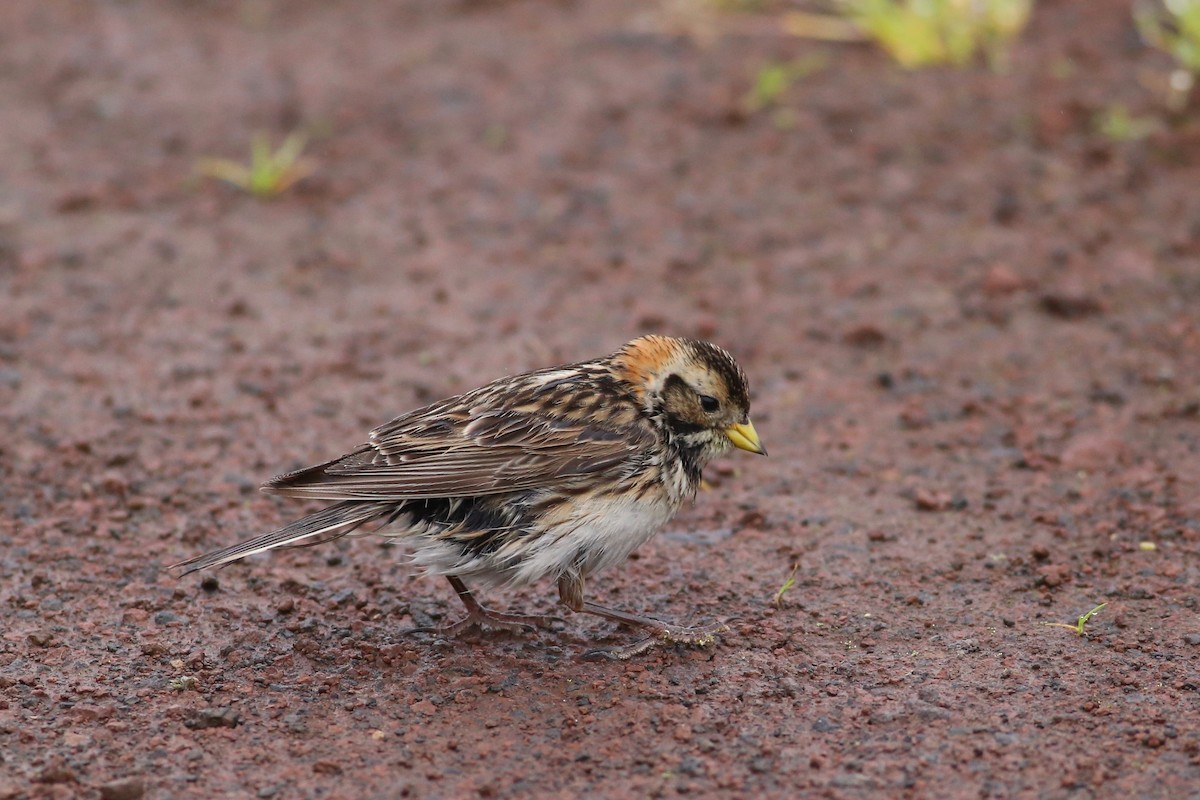 Lapland Longspur - Peter Hosner