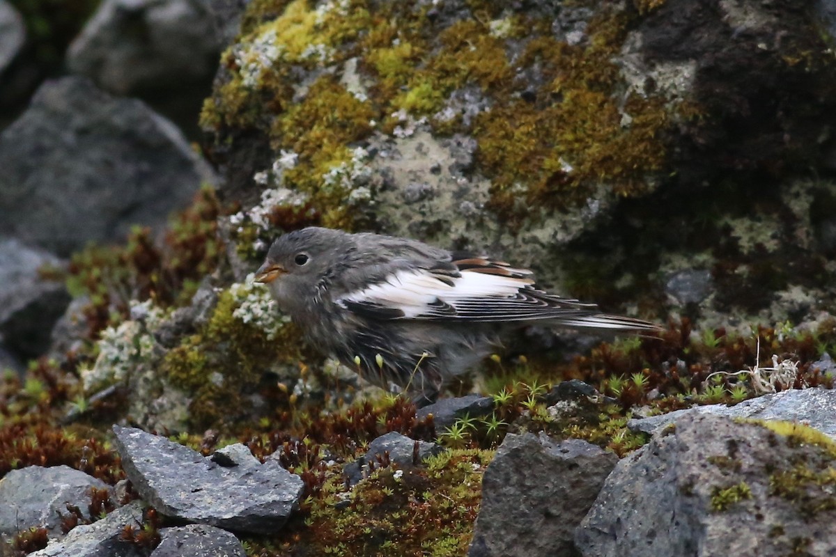 Snow Bunting - Peter Hosner