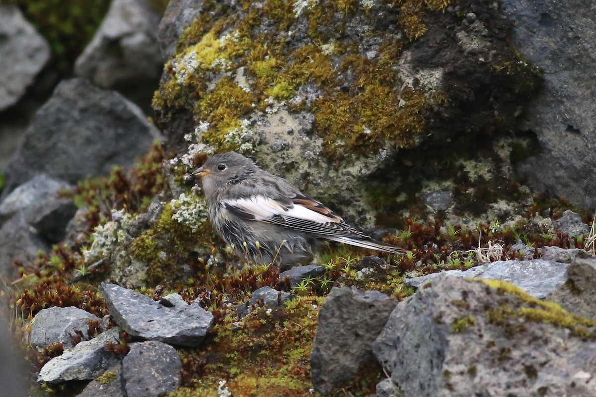 Snow Bunting - ML168839941