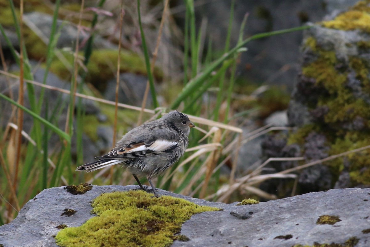 Snow Bunting - Peter Hosner