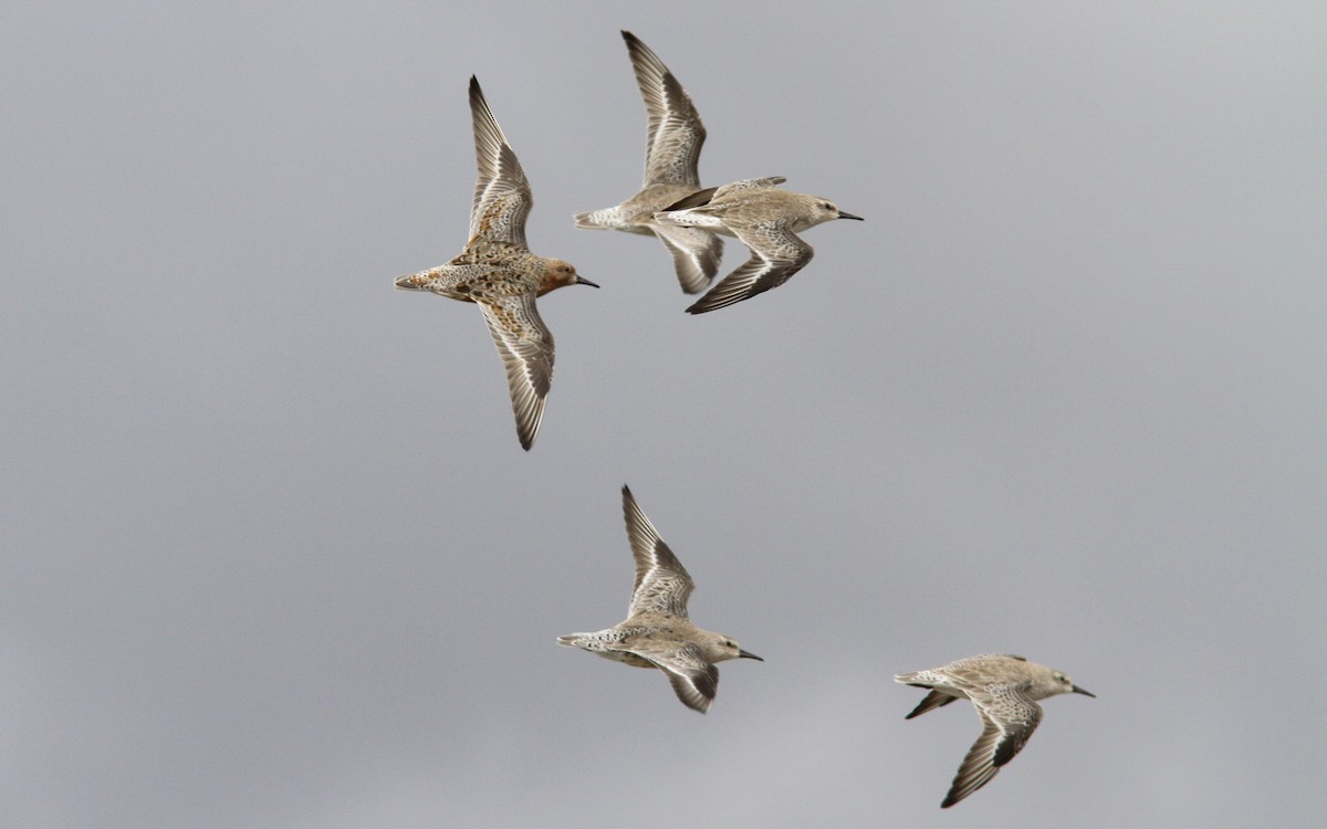 Red Knot - Sean Fitzgerald