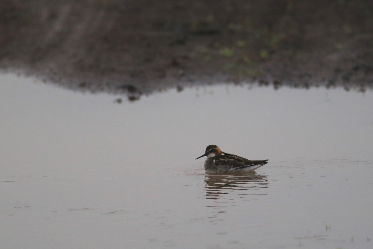 Red-necked Phalarope - Peter Hosner