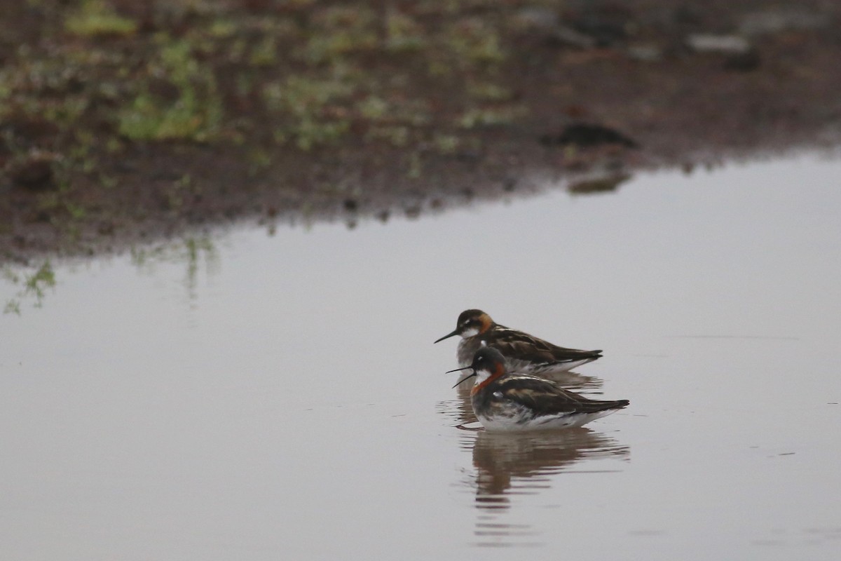 Red-necked Phalarope - Peter Hosner