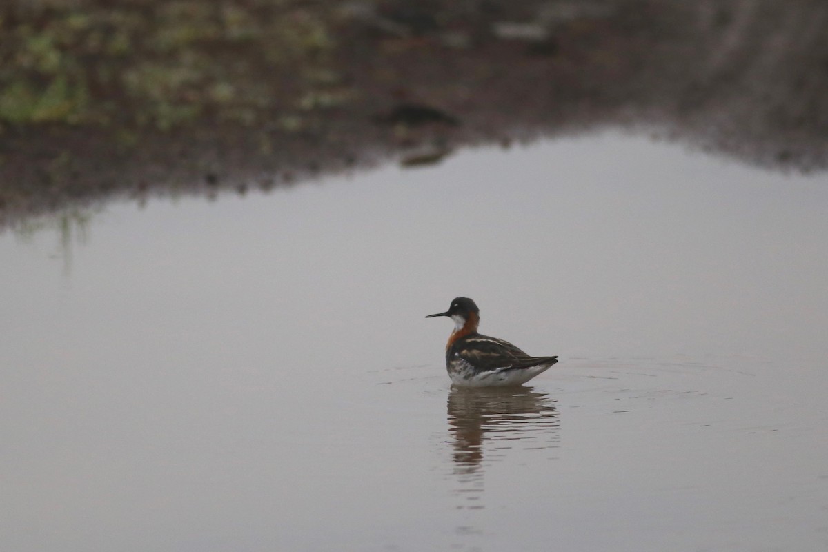 Red-necked Phalarope - ML168840401