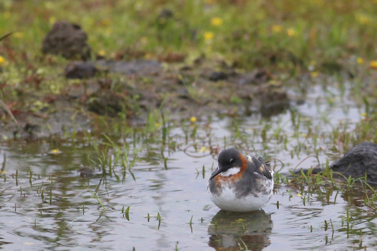 svømmesnipe - ML168840441