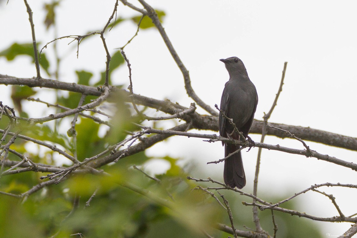 Gray Catbird - ML168840671