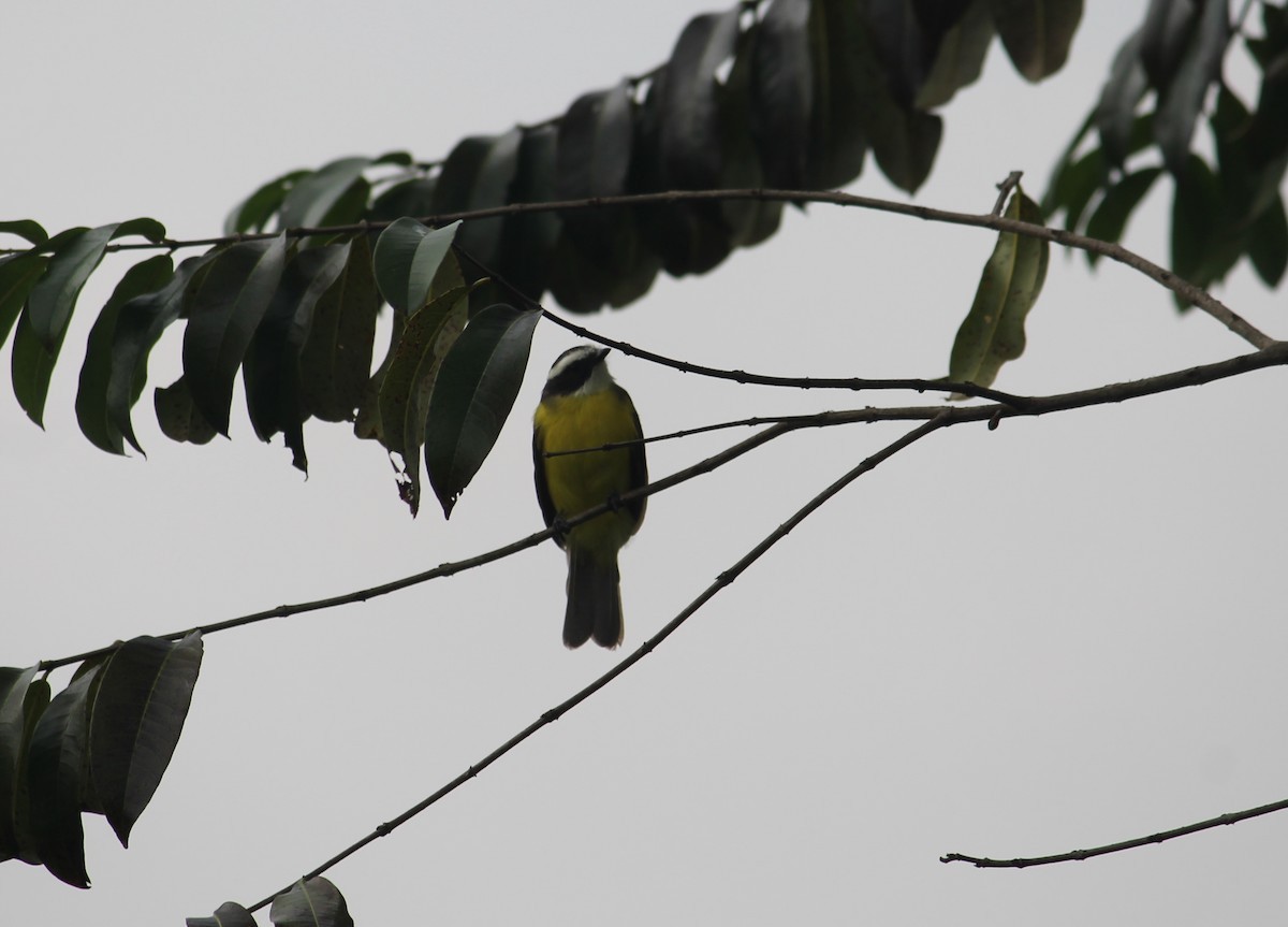 Rusty-margined Flycatcher - ML168842691