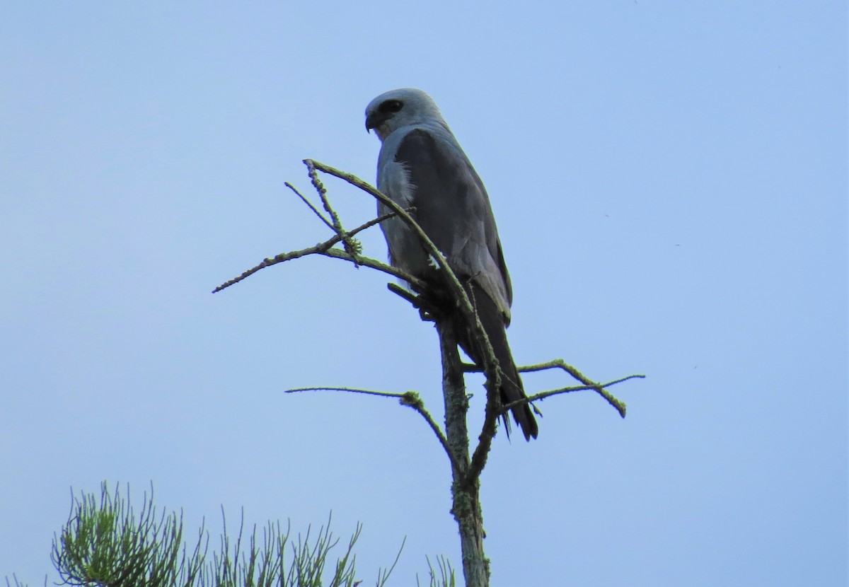 Mississippi Kite - ML168843241