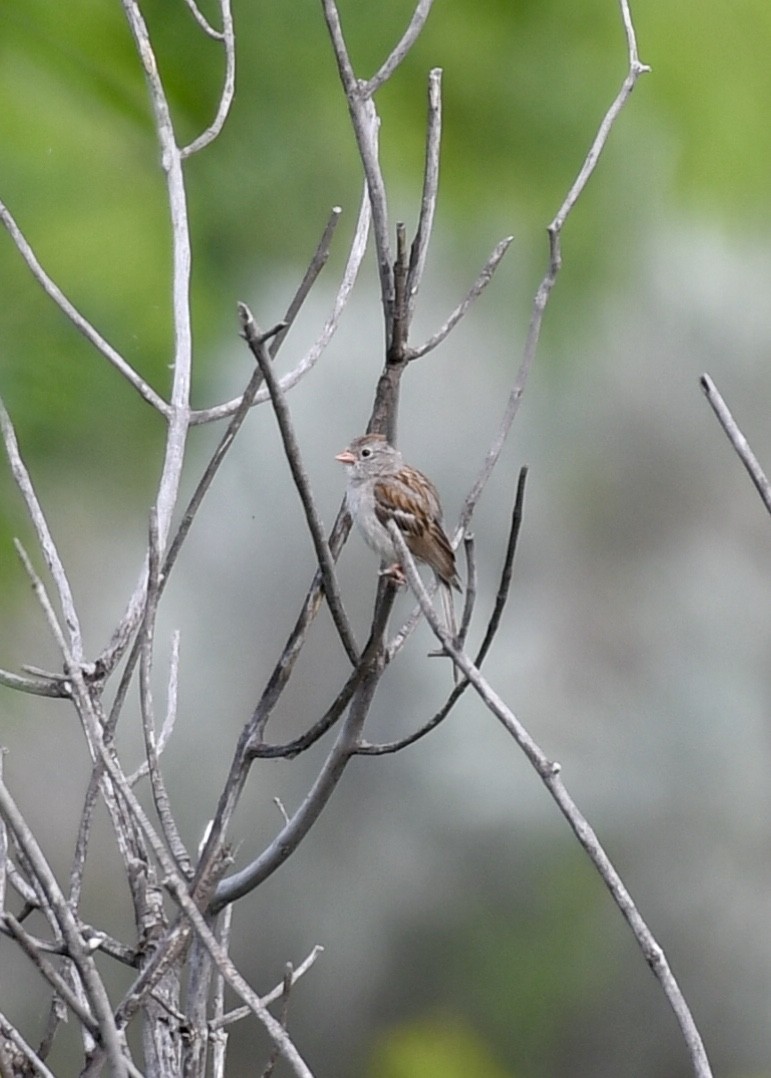 Field Sparrow - ML168843491