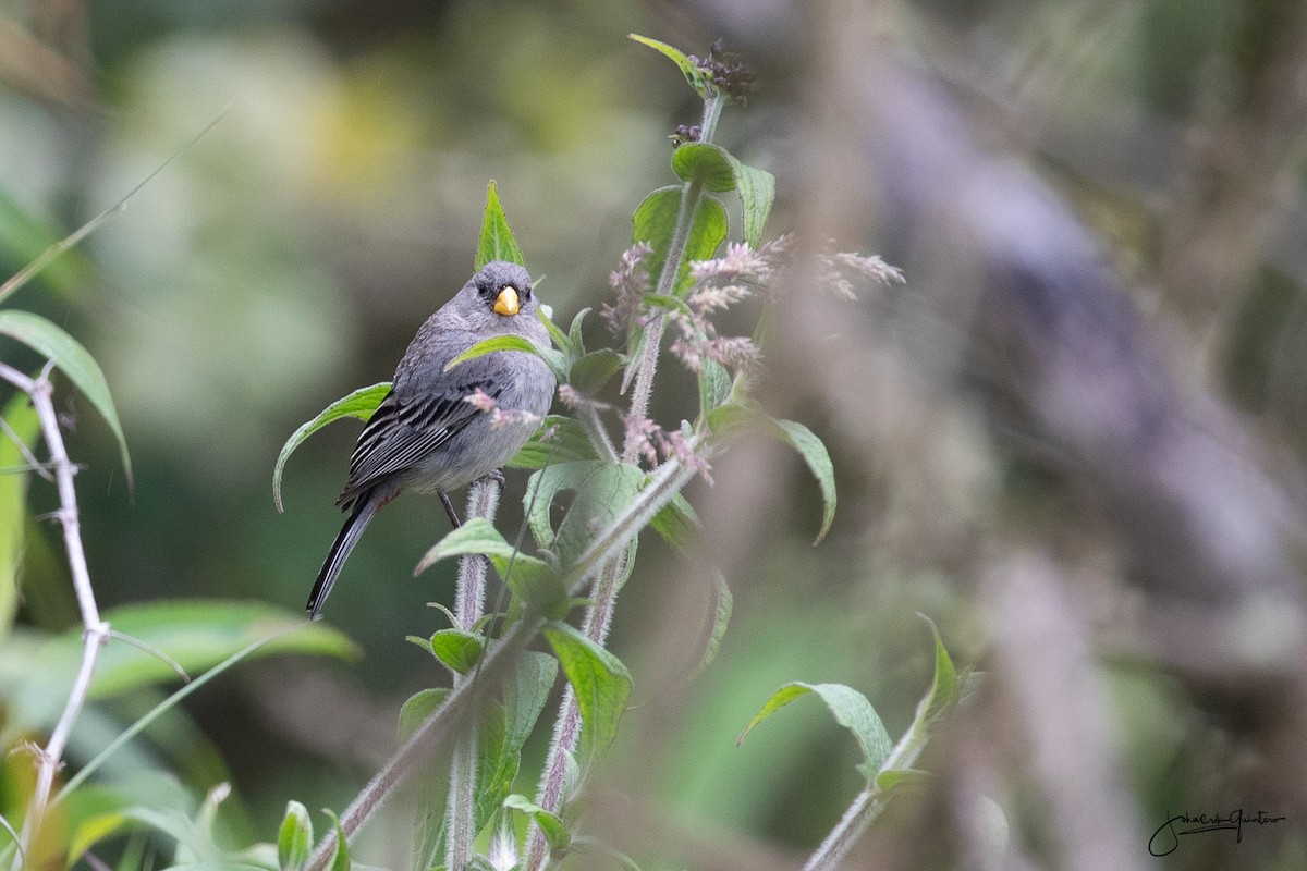 Band-tailed Seedeater - ML168844951