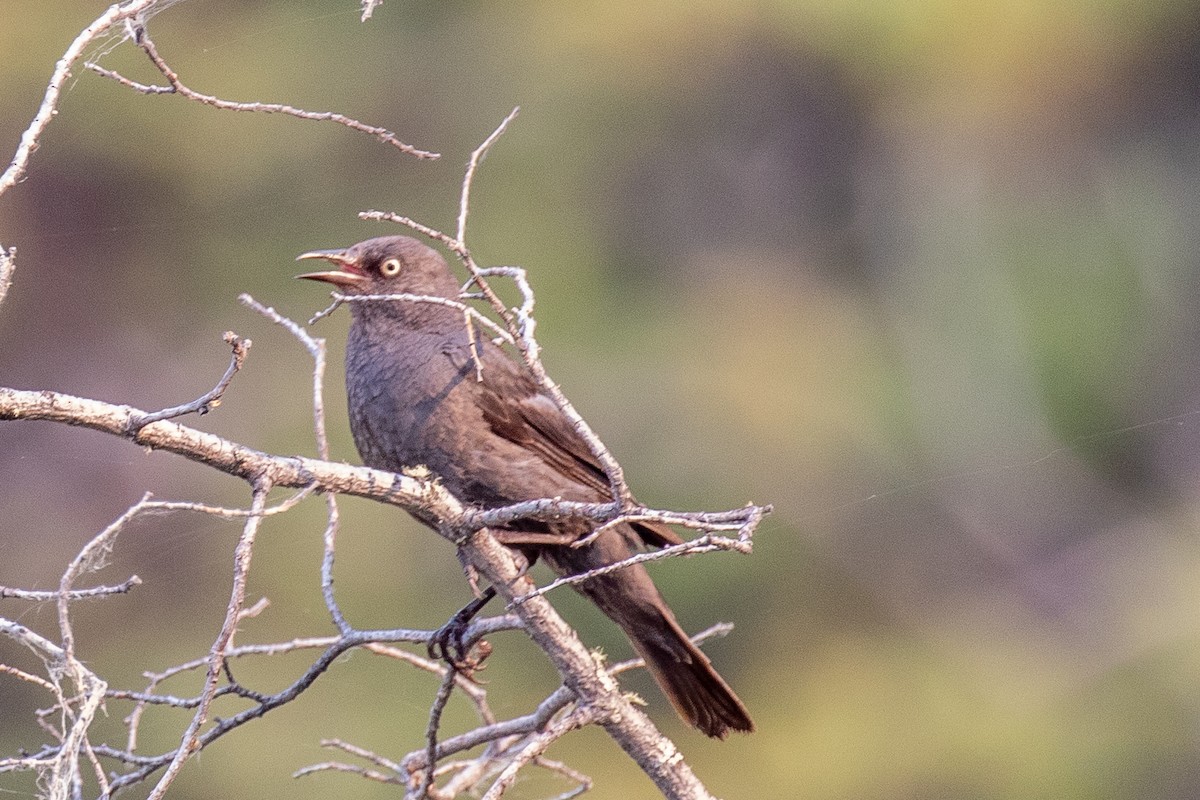 Rusty Blackbird - ML168845621