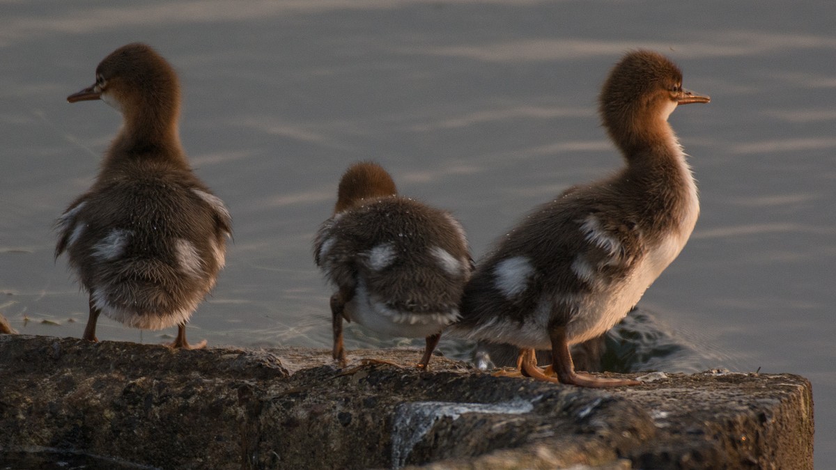 Red-breasted Merganser - ML168845661