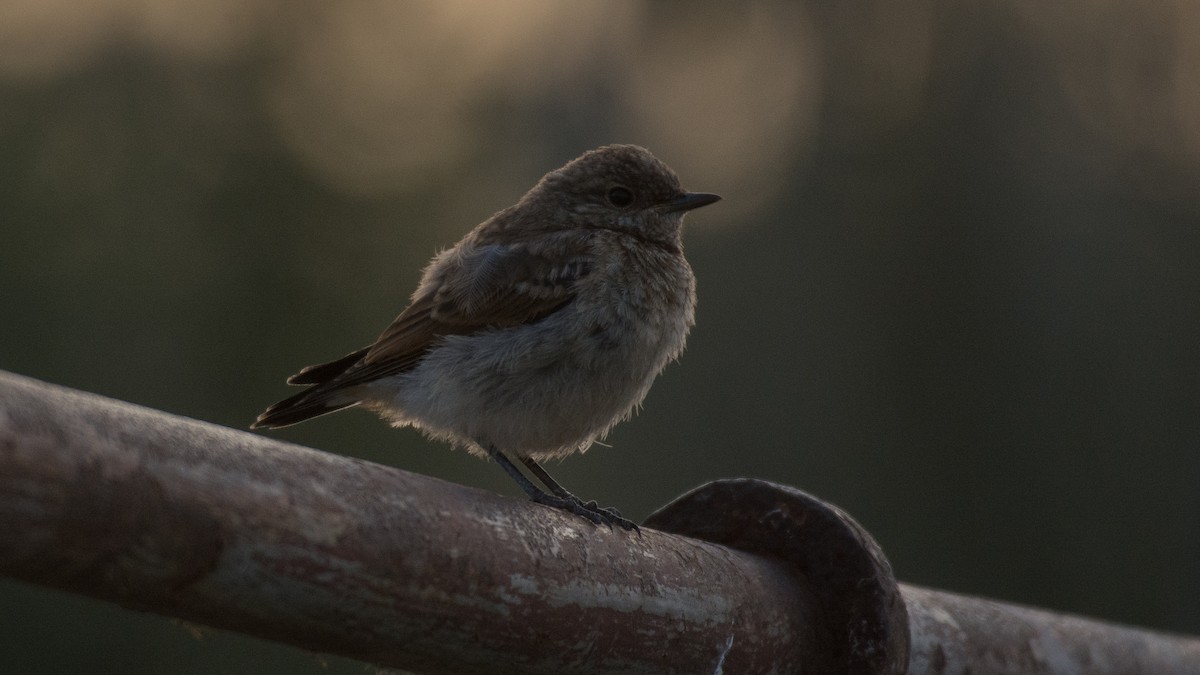 Northern Wheatear - ML168845721