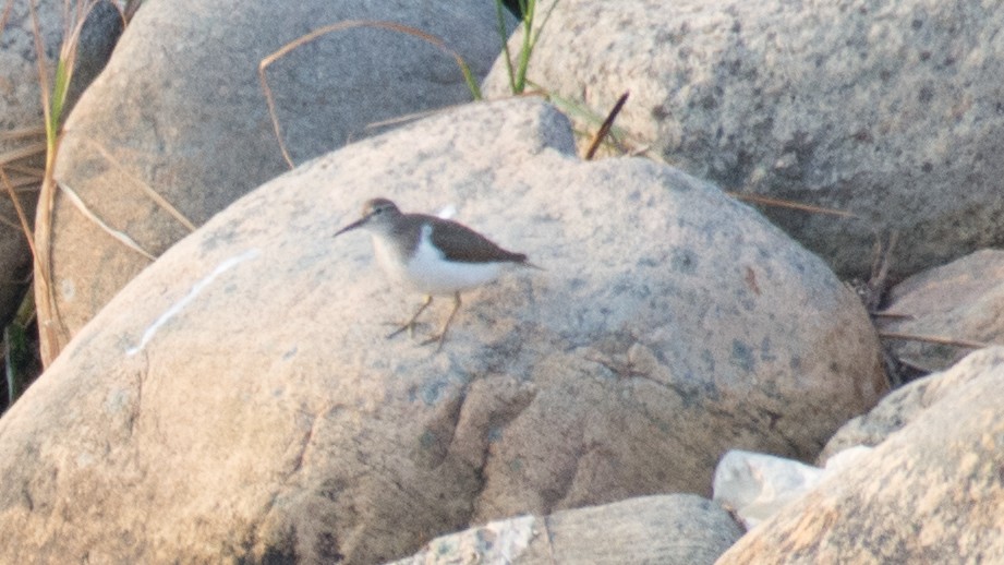 Common Sandpiper - ML168845801