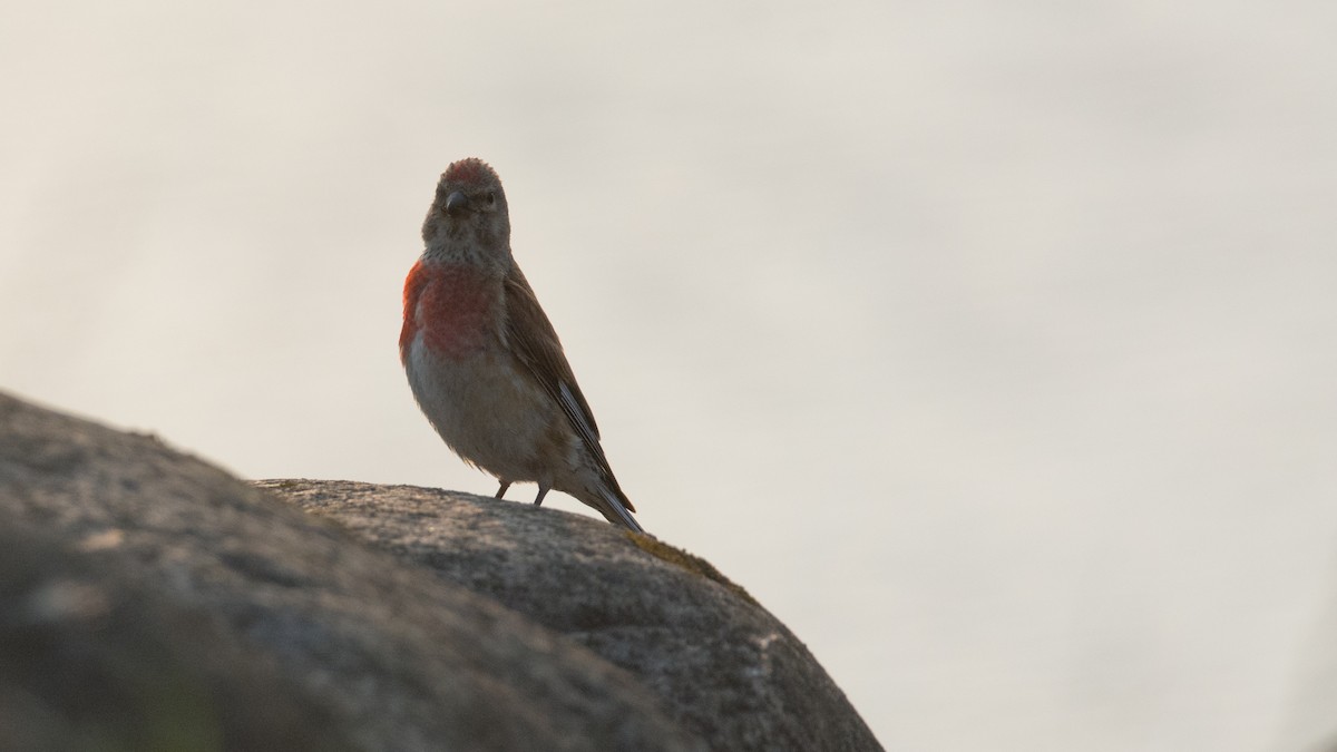 Eurasian Linnet - ML168845851