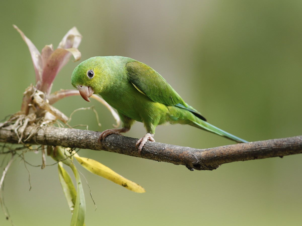 Plain Parakeet - Alex Mesquita