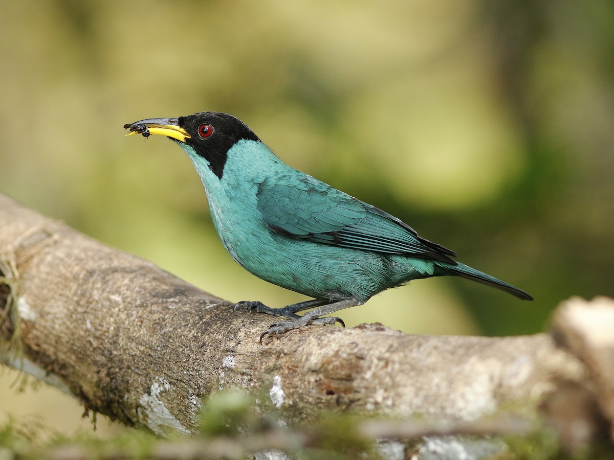 Green Honeycreeper - ML168848641