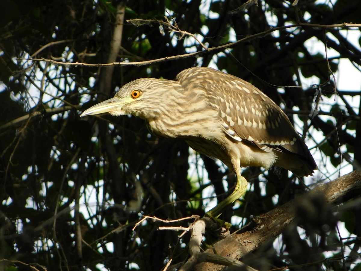 Black-crowned Night Heron - ML168848711