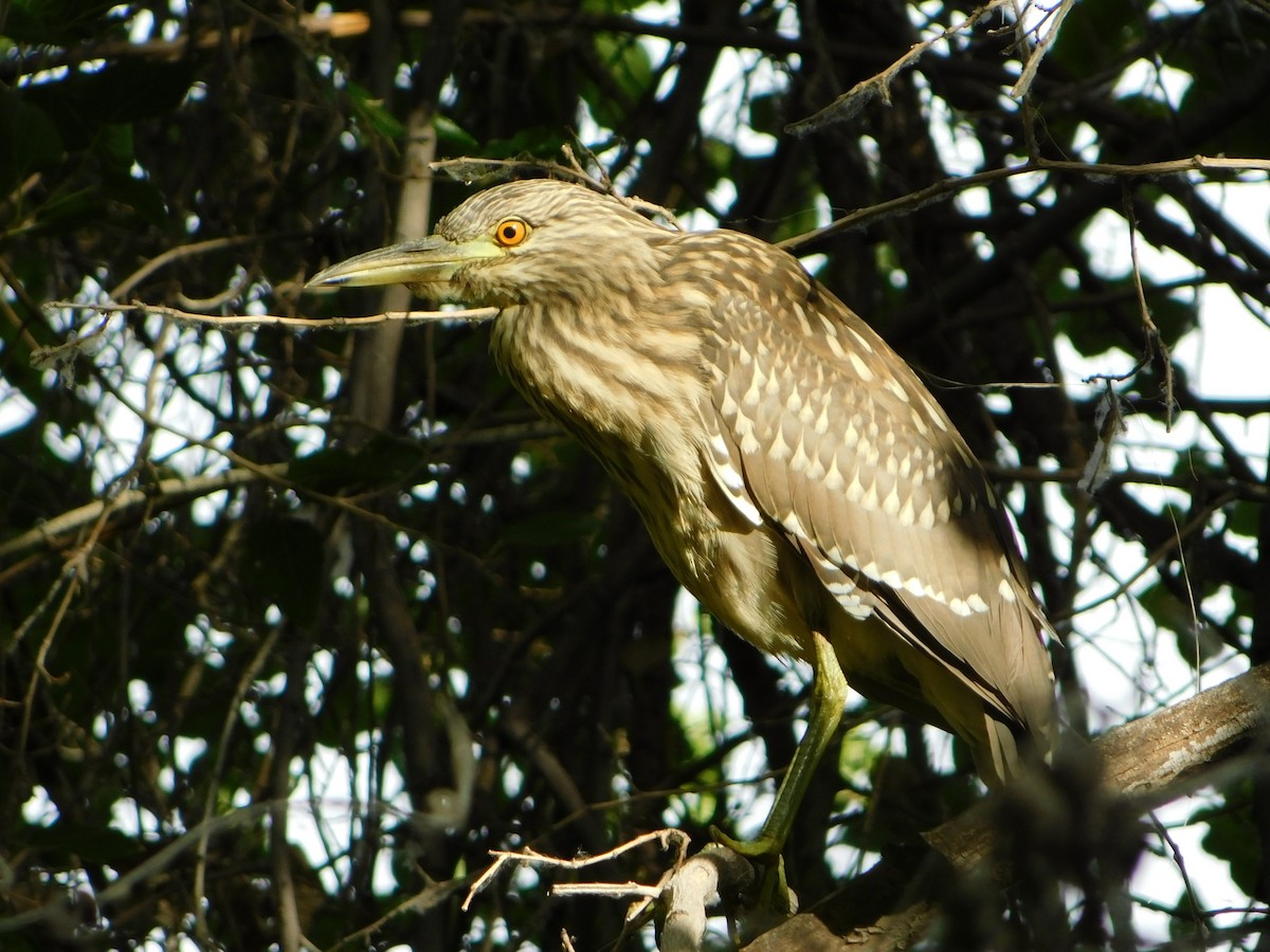 Black-crowned Night Heron - ML168848721