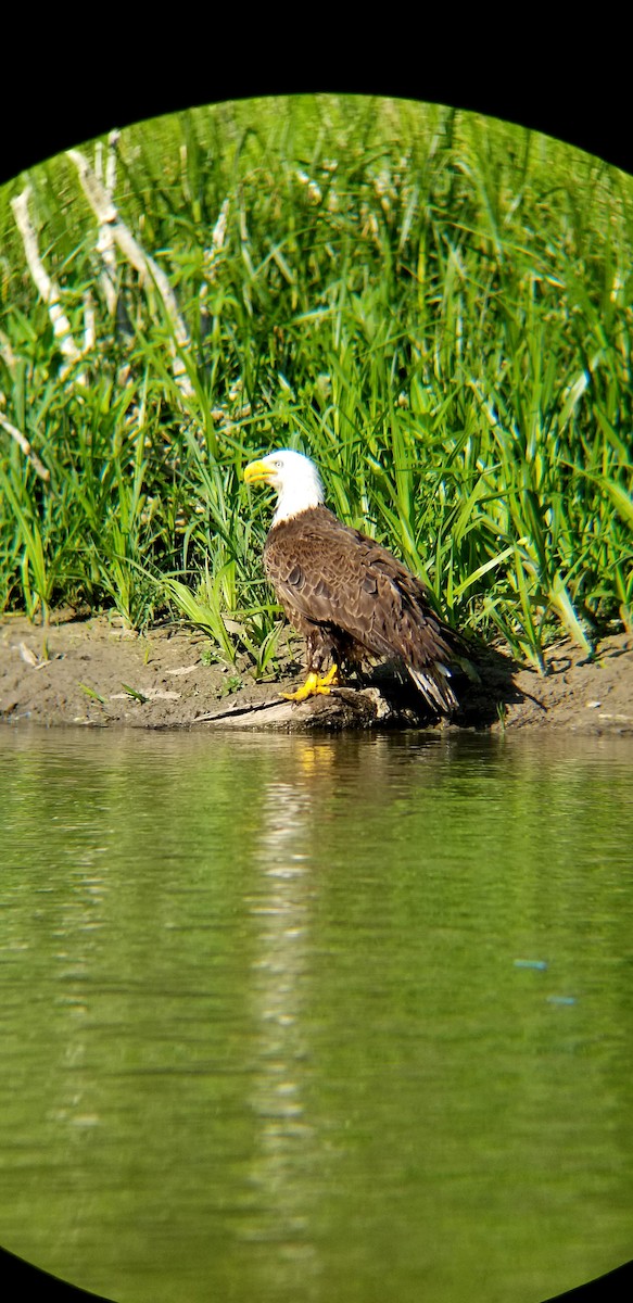 Bald Eagle - ML168850981