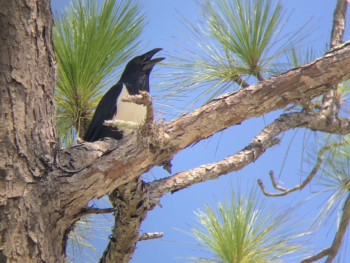 Corbeau pie - ML168851401