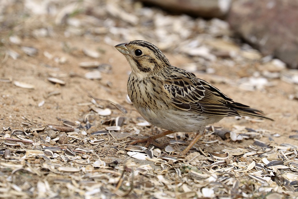 Corn Bunting - Francisco Barroqueiro