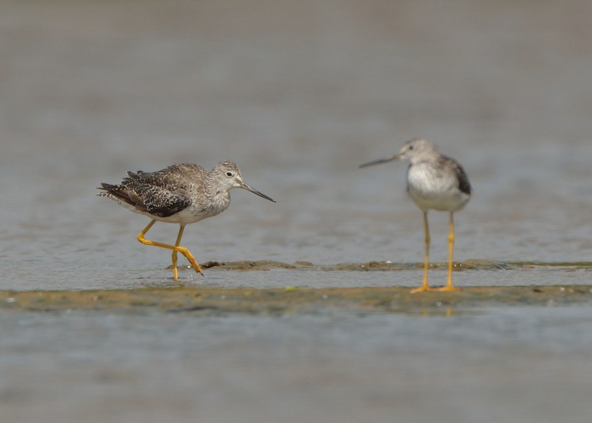 Greater Yellowlegs - ML168853451