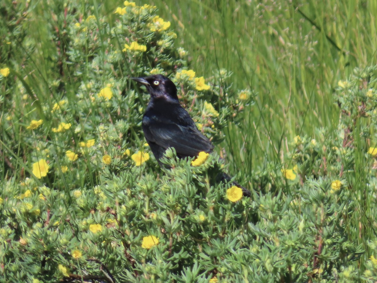 Brewer's Blackbird - Diane Roberts