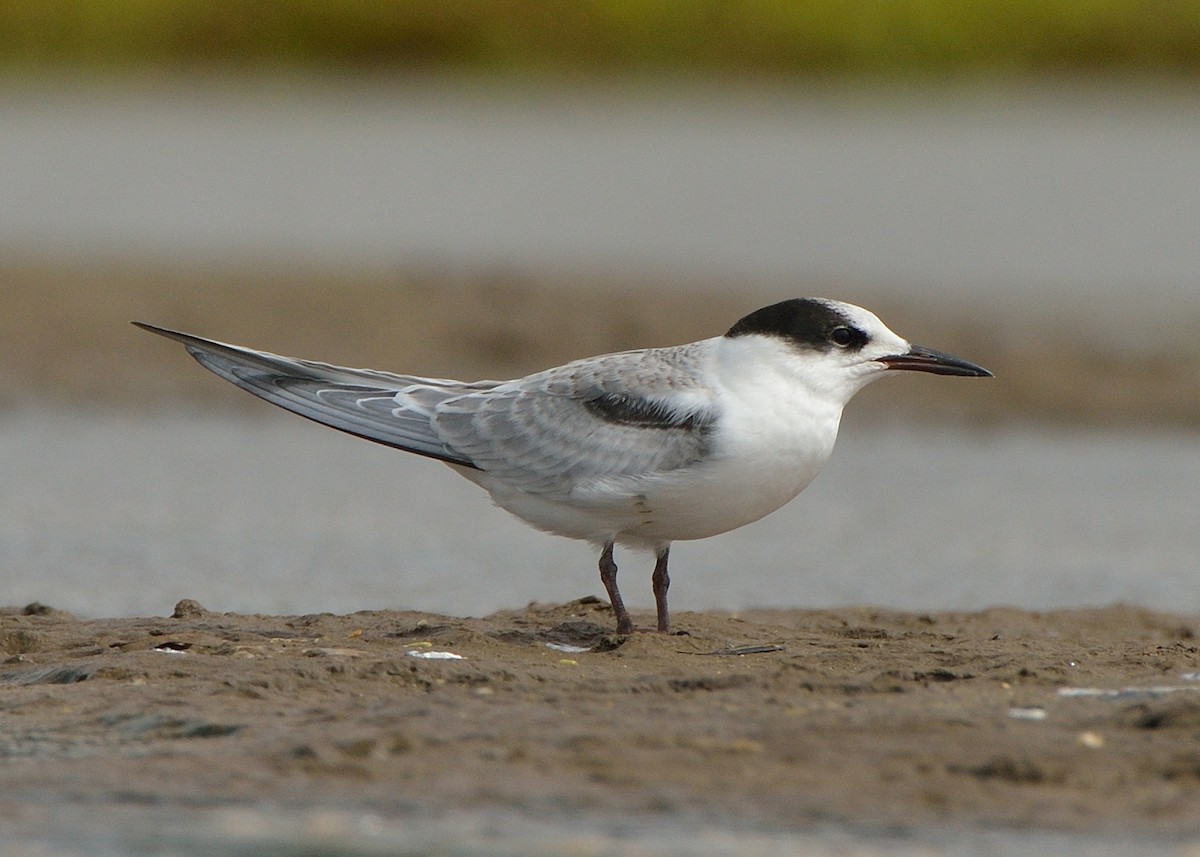 Common Tern - ML168855441