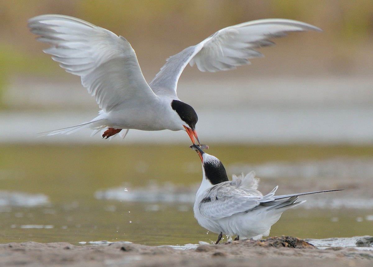 Common Tern - ML168855471