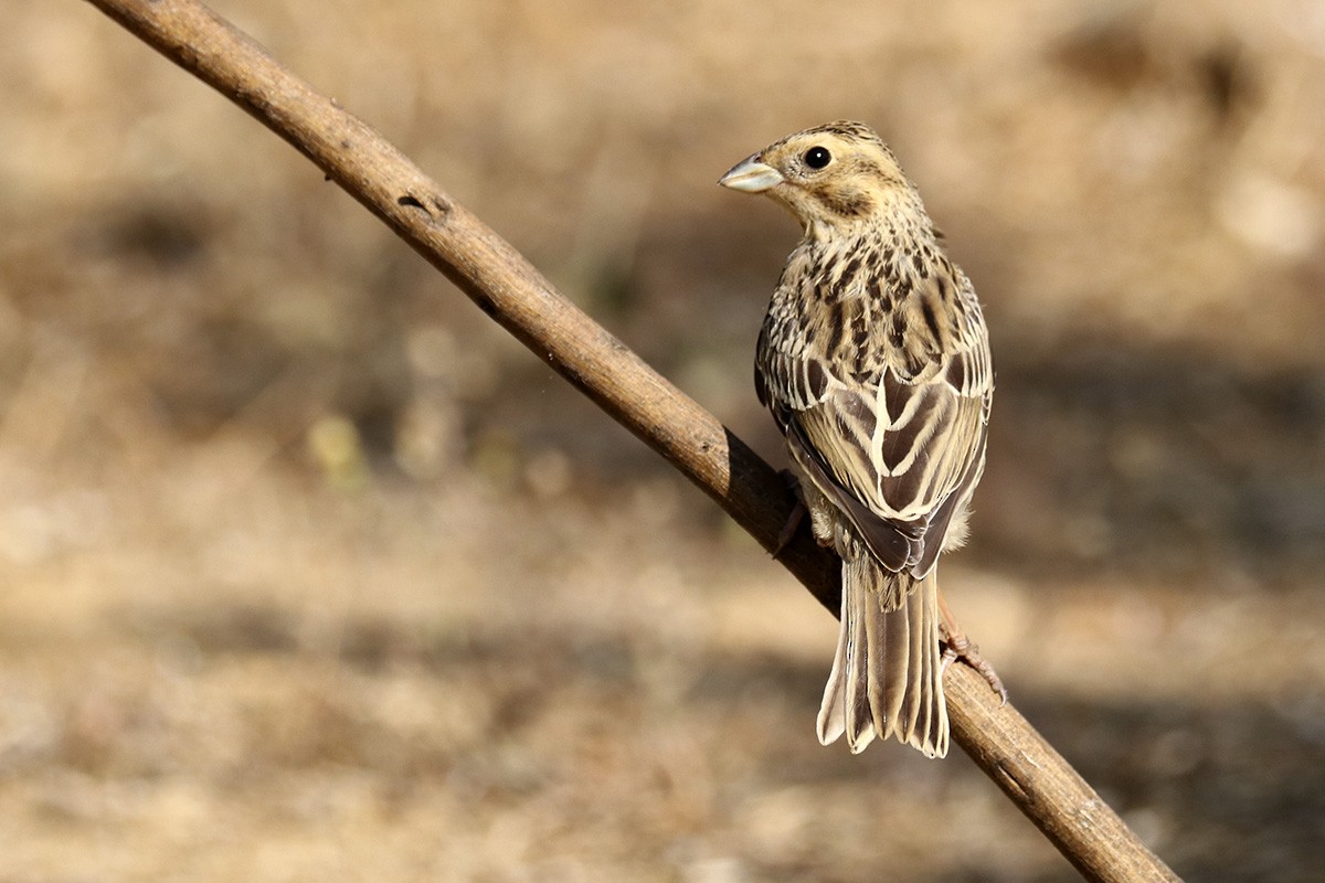 Corn Bunting - ML168855541