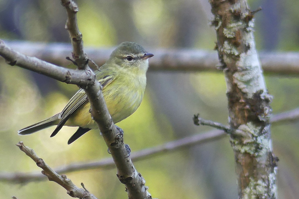 Rough-legged Tyrannulet - Jorge  Quiroga