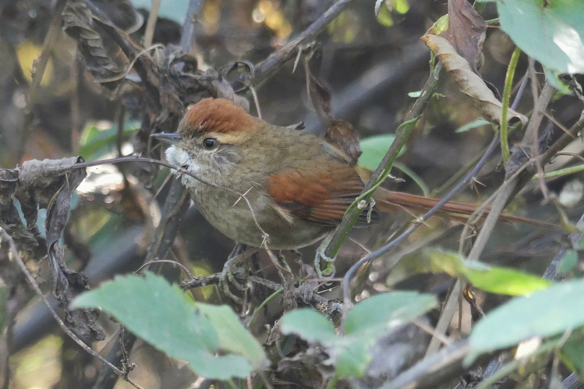 Azara's Spinetail - Jorge  Quiroga