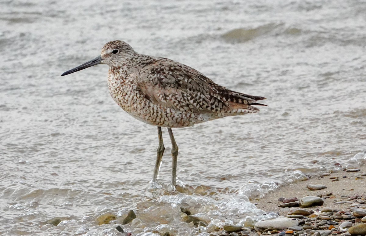 Willet - Gale VerHague