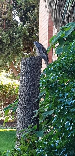 Tawny Frogmouth - ML168859901