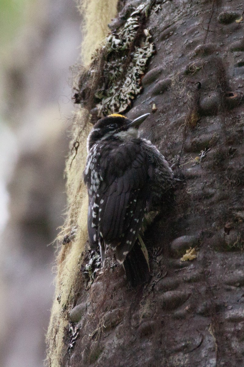 American Three-toed Woodpecker (Northwest) - ML168860531