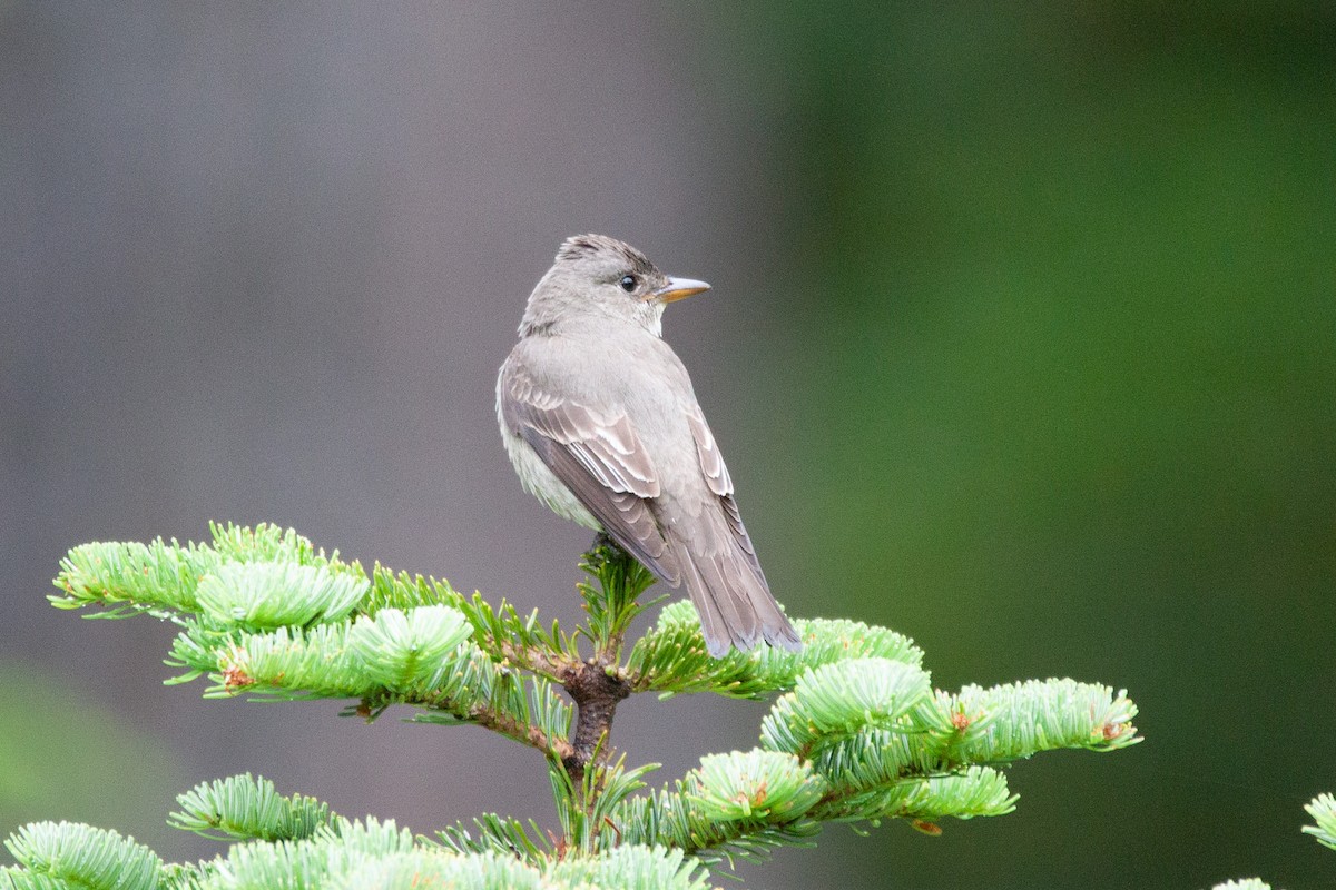 Olive-sided Flycatcher - ML168860811