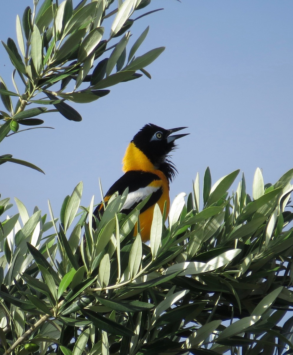 Oriole troupiale - ML168861581