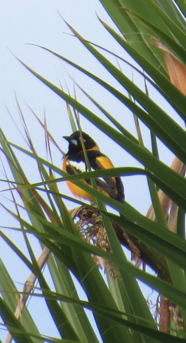 Venezuelan Troupial - Thomas Wurster