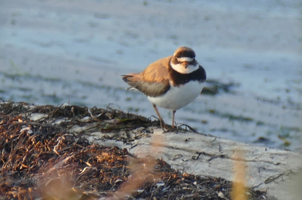 Common Ringed Plover - ML168862161