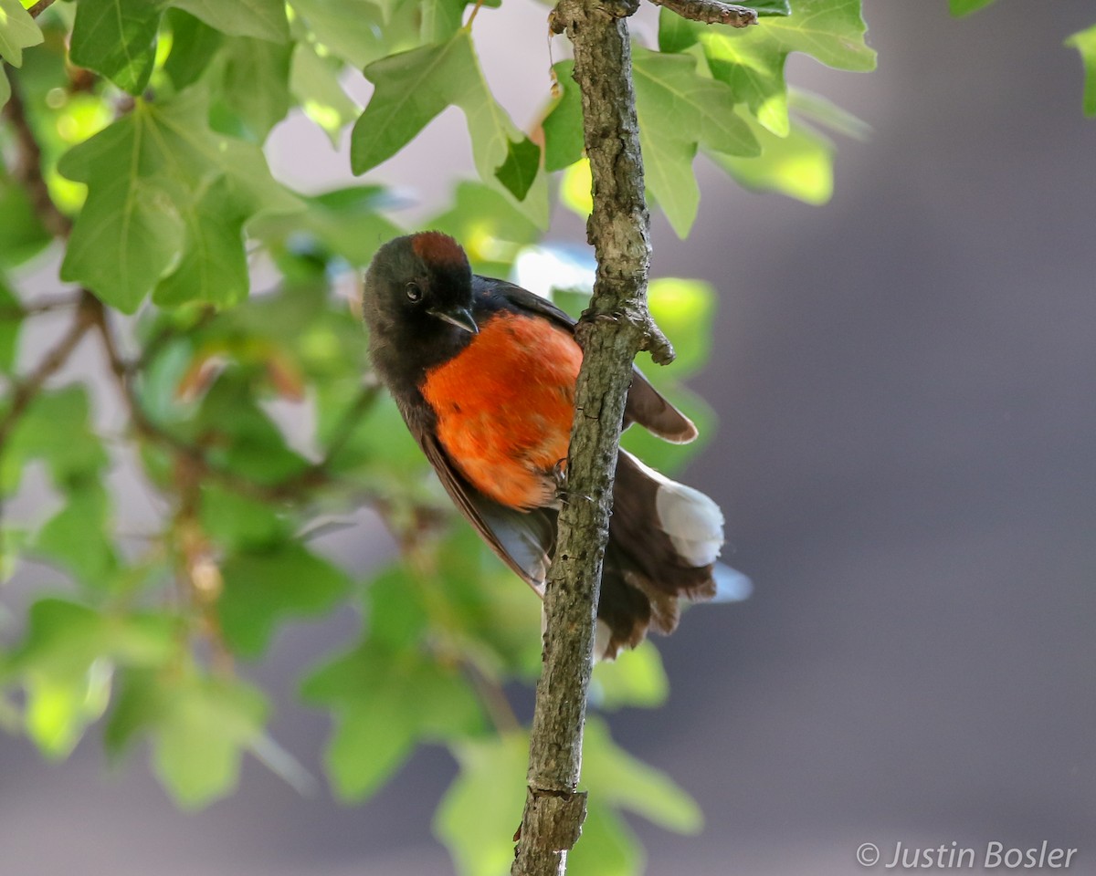 Slate-throated Redstart - ML168862311