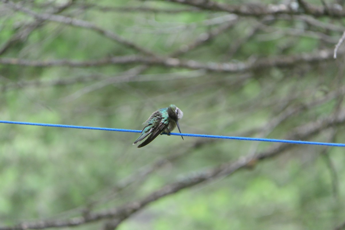 kolibřík skvostný - ML168863041