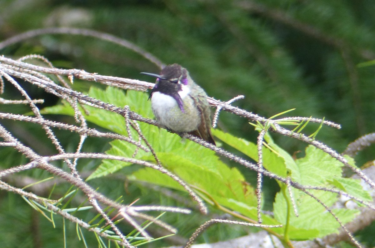 Costa's Hummingbird - ML168863151