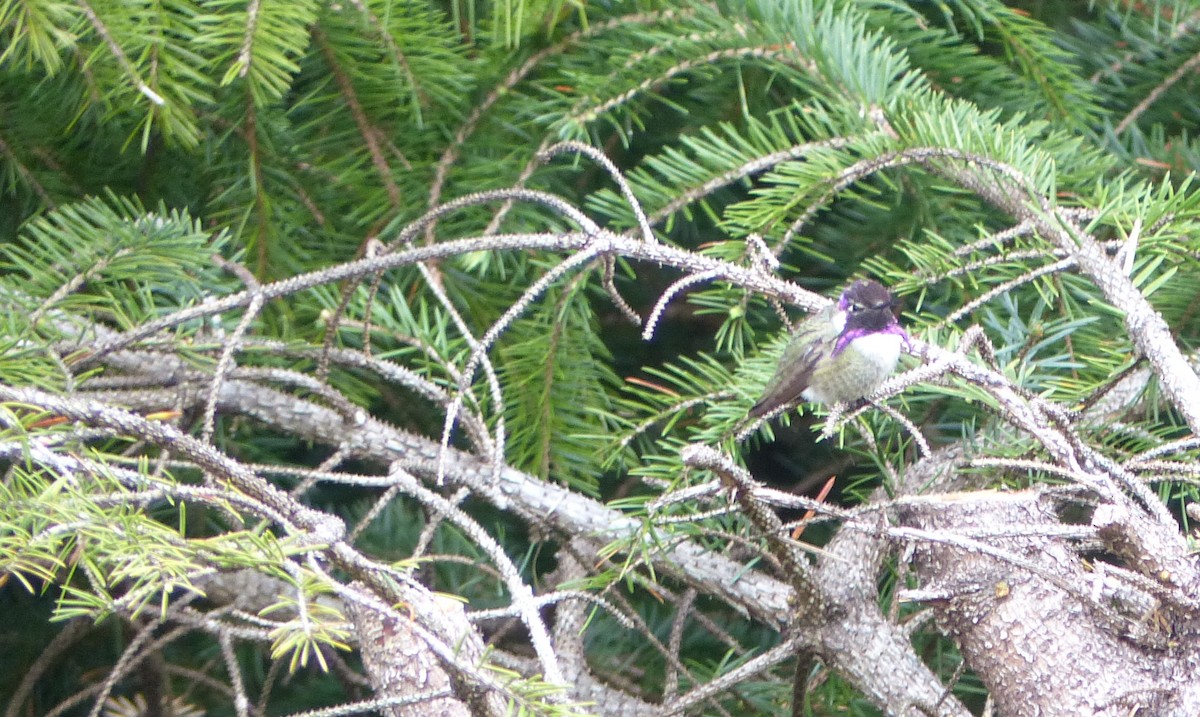 Costa's Hummingbird - ML168863161