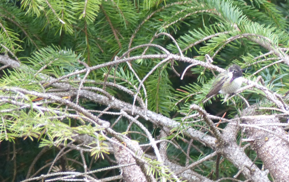 Costa's Hummingbird - ML168863171